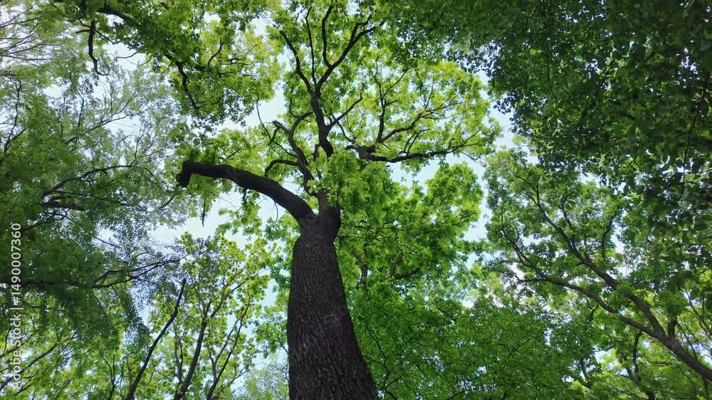 Oak tree in a deciduous forest, bottom view.