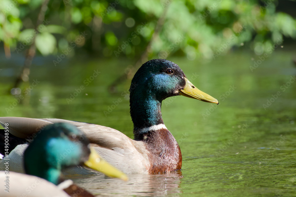 Fototapeta premium duck mallard is floating on water