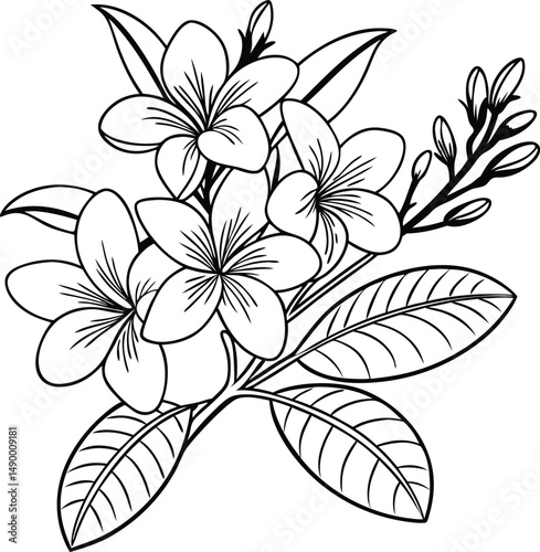 Tropical Plumeria Flowers and Leaves Outlines Vector