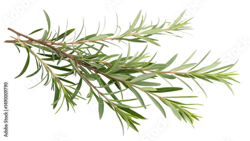 Herbal medicine plant Melaleuca alternifolia or Tea tree oil on transparent background