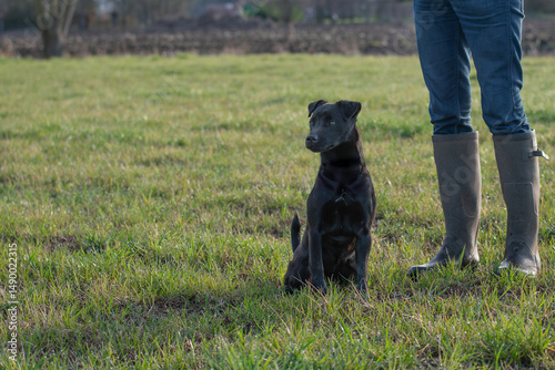 Portrait of young male black Patterdale, also called Fell terrier, next to his boss, on grass field.