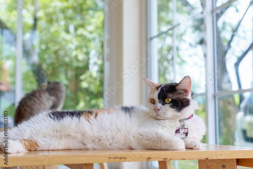Calico cat lies on wood table in living room with clear glass window and green background. Cute kitty. Domestic life and animals. Close-up.