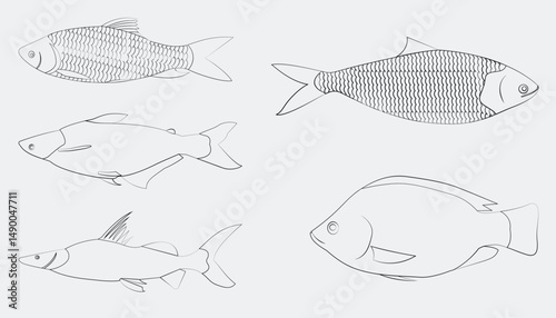Hand-drawn fish illustration set in line art style. Includes various freshwater and marine fish sketches, perfect for educational, scientific, or decorative design use.