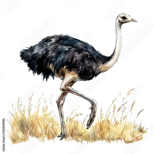 Ostrich Running Across A Field, watercolor painting vector, high quality, isolated on a white background.