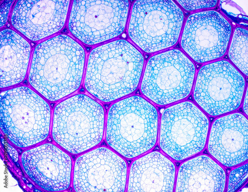 Microscopic View of Plant Cells in a Leaf Transverse Section Showcasing the Cell Structure and Cellular Arrangement