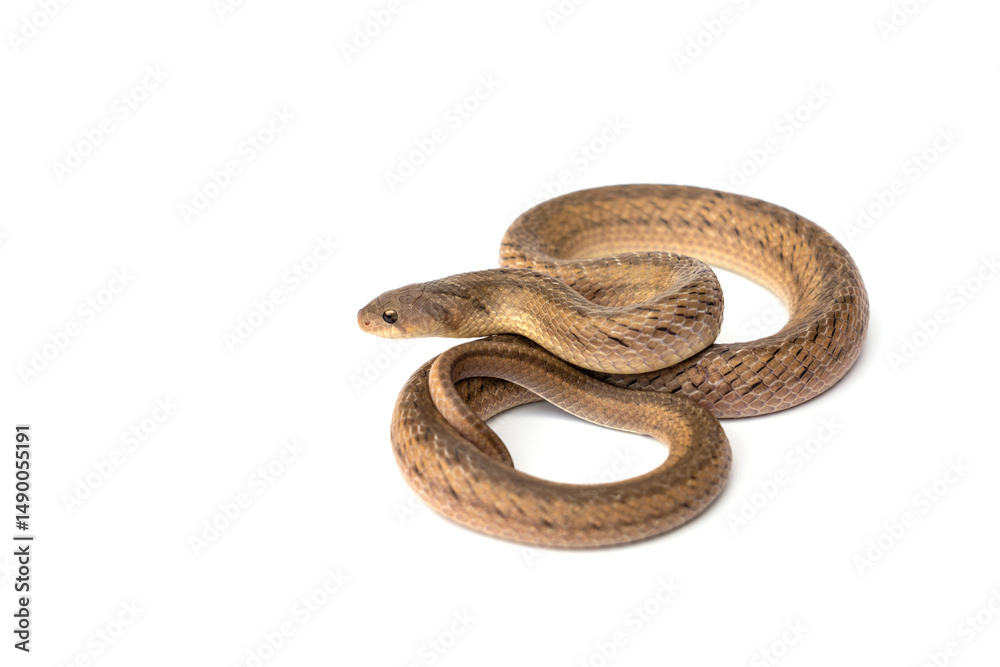 Obraz premium Banded Kukri Snake - Oligodon fasciolatus. It is a non-venomous and harmless snake but has very sharp teeth isolated in white background.