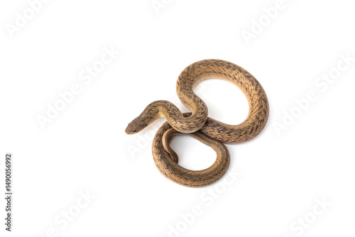 Banded Kukri Snake - Oligodon fasciolatus. It is a non-venomous and harmless snake but has very sharp teeth isolated in white background.