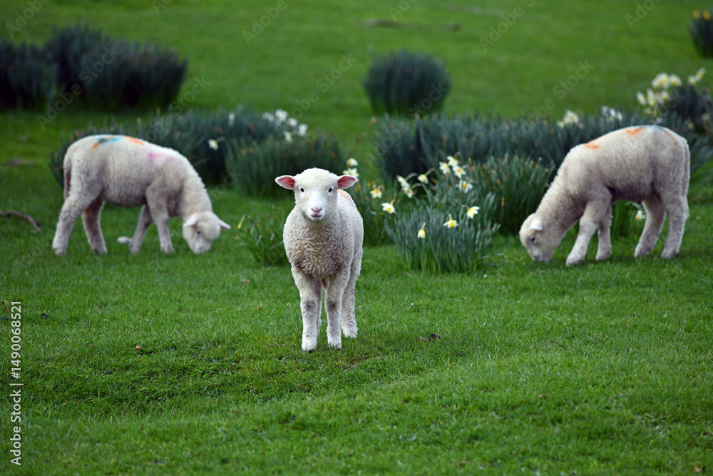Obraz premium Spring lambs and daffodils