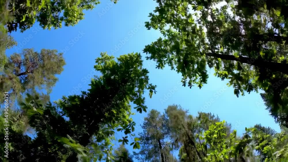 Lush green trees frame a bright blue sky with sunlight filtering through leaves in a tranquil forest - beautiful skies Lush green trees frame a bright blue sky with sunlight filtering through leaves in a tranquil forest - beautiful skies