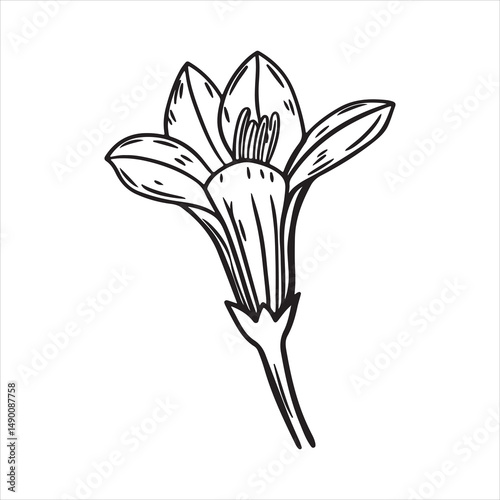 Gentian Flower Closeup with Vivid Blue Petals