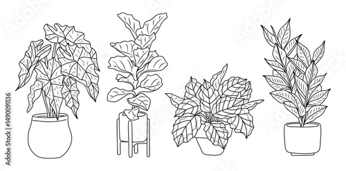 Set of Houseplants outline drawings. Indoor exotic flowers in pots line art. Alocasia, Ficus, Zamioculcas plant for home interior plans, design. Vector illustrations isolated on transparen background.