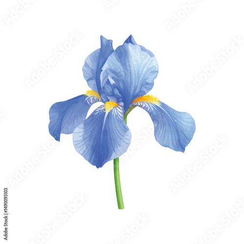 watercolor blue iris flower isolated on white background