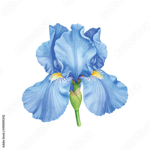 watercolor blue iris flower isolated on white background