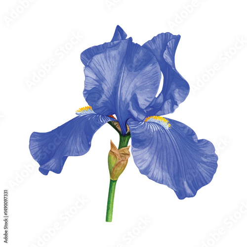 watercolor blue iris flower isolated on white background