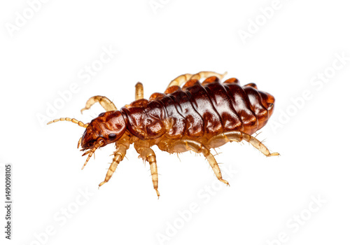 Close-up view of a single head louse showcasing its detailed anatomy and unique features