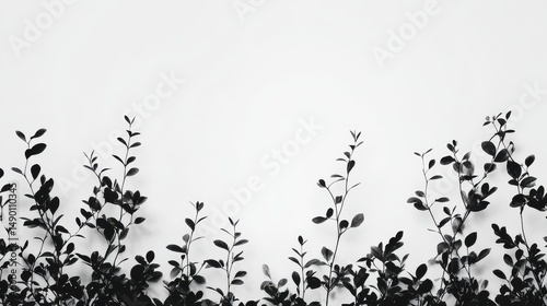 Black and White Foliage Silhouettes Against Bright Background