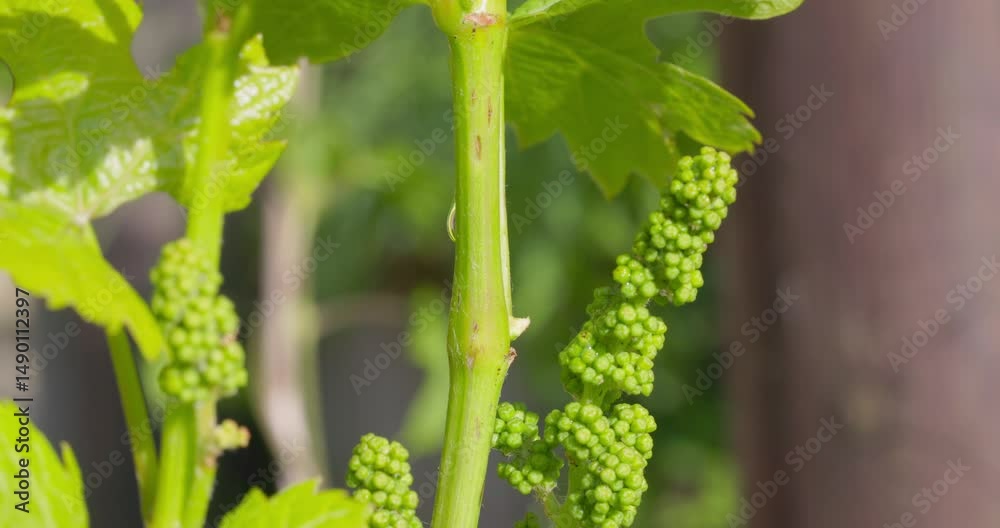 Close-Up of Early Stage Wine Grapes Growing