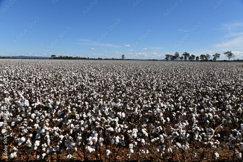 Naklejka premium Cotton ready for harvest