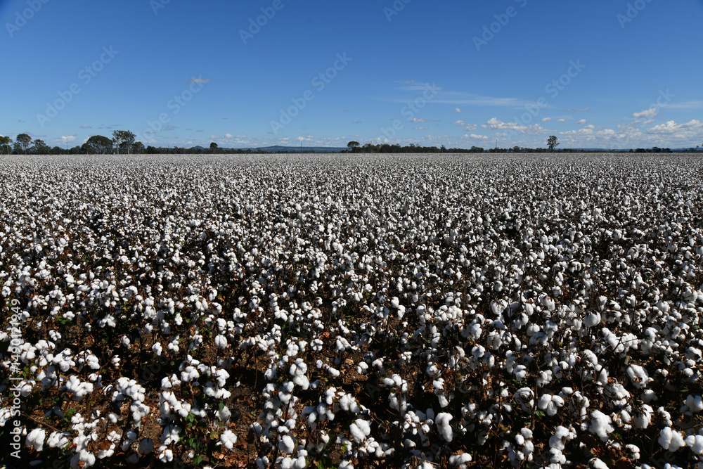 Fototapeta premium Cotton ready for harvest