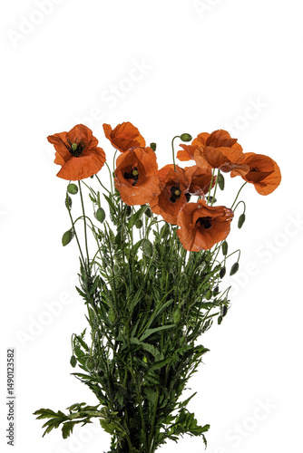 poppy flowers
