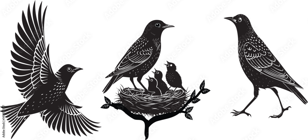 Naklejka premium Starling bird silhouette vector design with white background ..