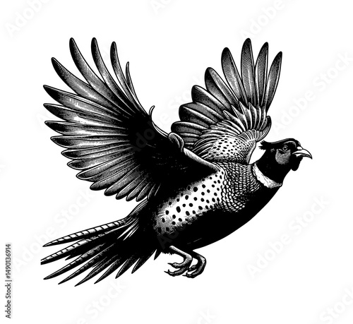 Pheasant flying with open wings in detailed engraving black and white style illustration.