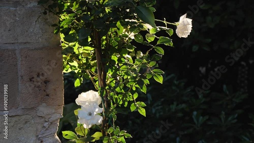 Blooming white roses lit by soft morning sunlight in the National Garden of Athens, Greece. Green leaves and textured stone background. Peaceful summer scene, no people.