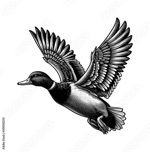 Duck Flying with Open Wings Vector Engraving Style Black and White Detailed Illustration
