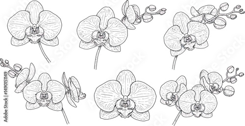 Delicate Orchid Flower Line Art Collection