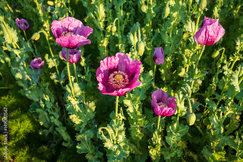 poppy blossoms