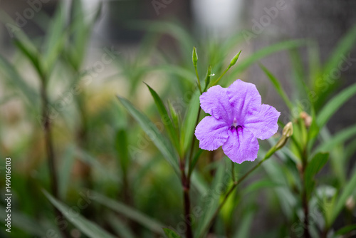May 18, 2025, Jakarta, Indonesia, Reulia flowers blooming in the garden