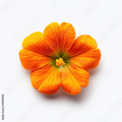 Wallpaper Mural Vibrant orange Nasturtium flower with yellow center on white background Torontodigital.ca