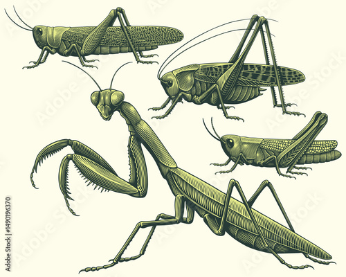 Mantis and grasshoppers. Design set. Editable hand drawn illustration. Vector vintage engraving. 8 EPS