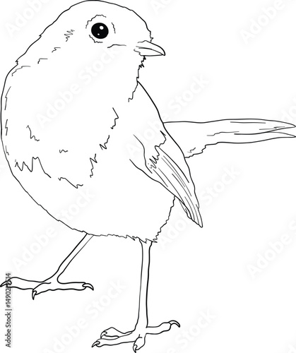 Robin bird line art, hand drawn outline clip art of European bird, coloring book bird