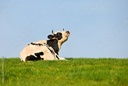 Konstfotografi A black and white Holstein cow rests peacefully on a vibrant green grassy hill under a clear, light blue sky, tilting its head upwards