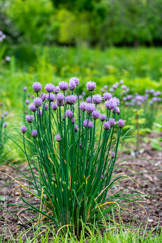 spring flowers in the garden