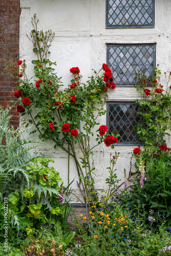 climbing rose in a garden