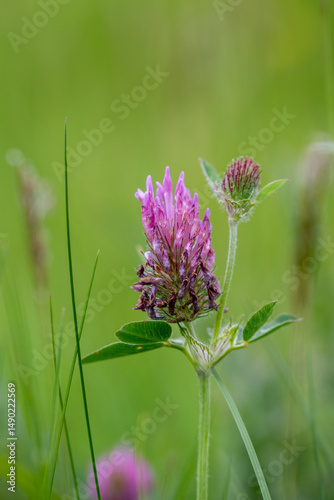 red clover