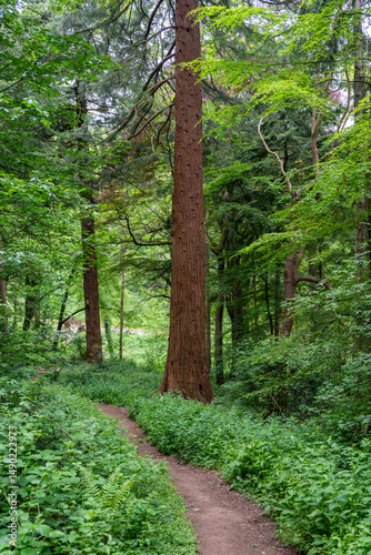 path in the woods