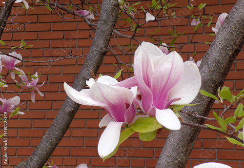 Blooming magnolia flowers on branch
