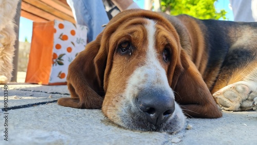 Face of a sad dog lying on the street