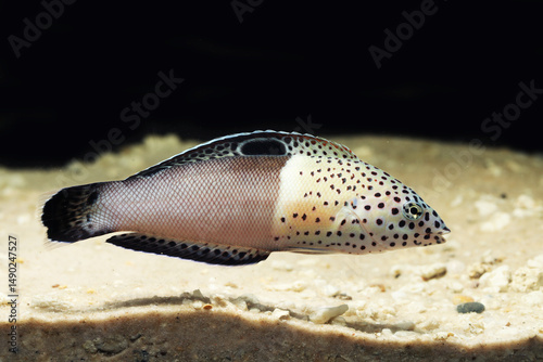 Subadult Twin spot wrasse or clown coris (Coris aygula) 