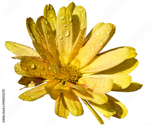 chamomile with yellow petals and raindrops on a transparent background, isolated
