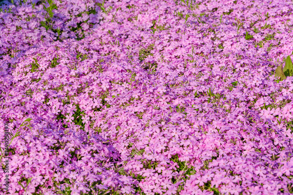 Obraz premium ピンクの絨毯を描く芝桜の群落