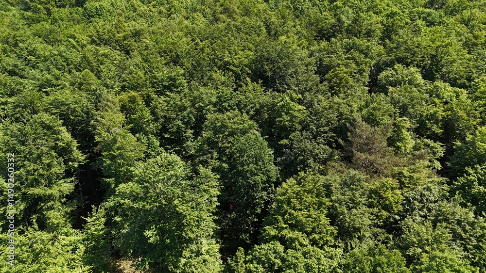 Naklejka premium the forest photographed from the air with a drone 