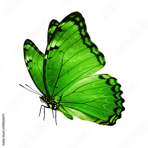 Blue Butterfly PNG Clipart | Realistic Flying Butterfly Transparent Design for Sublimation and Crafts .

