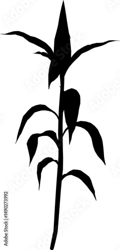 Lucky bamboo silhouette