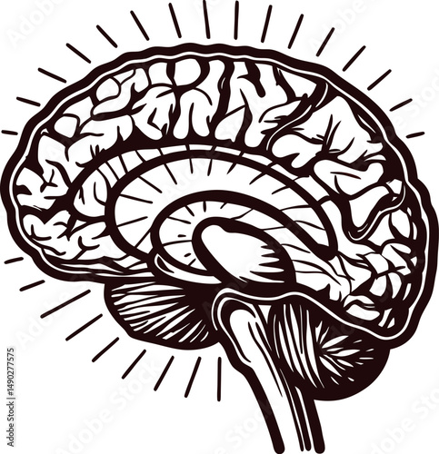 Detailed vintage of human brain anatomy with radiating lines
