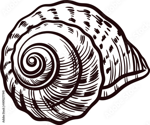 Intricate seashell highlighting nature's whirl and textured details