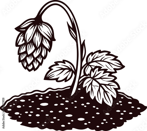 of hop plant with drooping blossom and leaves in soil